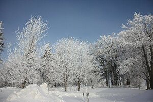 Soft Rime Ice - This forms when fog and low temps cause the formation of a frost-like appearance on surfaces. Many mistakenly believe it is hoarfrost. Hoarfrost forms when there is no fog and is a much rarer occurrence. When it begins to warm, the frost falls and makes it look like it is snowing. Taken in MN 22 January 2009