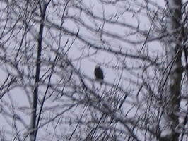 Waiting out the weather - Bald Eagle Sitting in Cottonwood in Yard