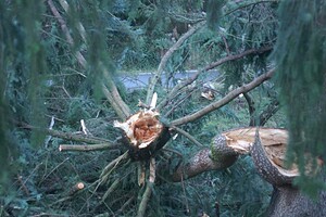 F1 Tornado in Vancouver, Washington 1-10-2008 - The end result to tree after tornado hit.